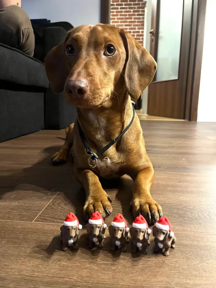 Foto real: Salsicha de Natal